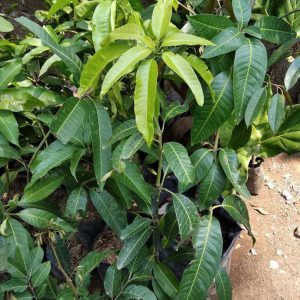 Bibit Mangga Alpukat Siap Tanam Ind