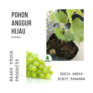 Pohon Anggur Hijau Bibit Tanaman Buah Cocok Dataran Rendah Suhu Panas